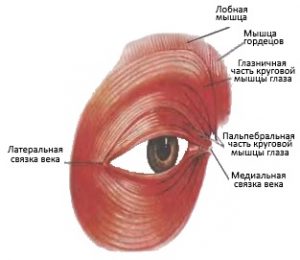 Анатомическое строение глаза
